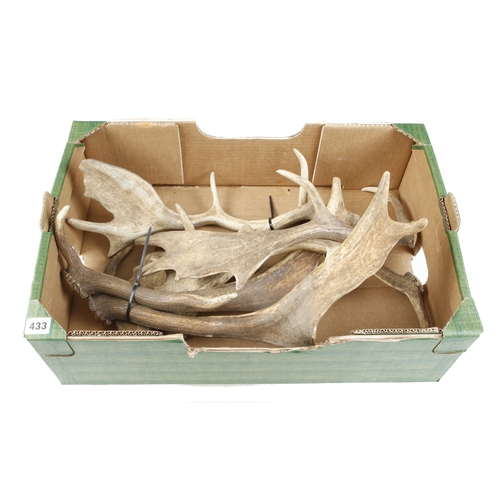 433 - Quantity of antlers G