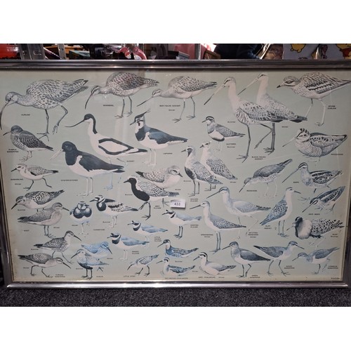 433 - Large Vintage Framed Picture Of Various Birds 40 x 26