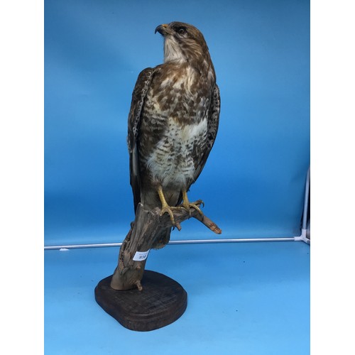 939 - Taxidermy Eagle 18