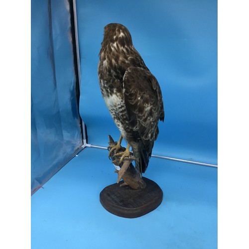 939 - Taxidermy Eagle 18