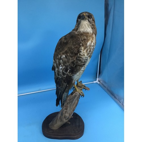 939 - Taxidermy Eagle 18