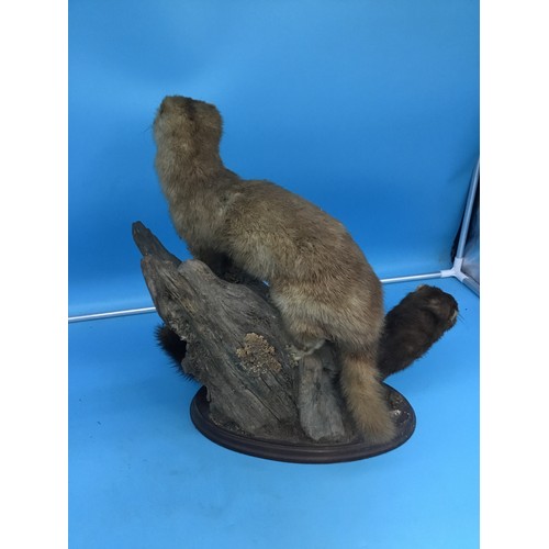 941 - Taxidermy Otters On a Log