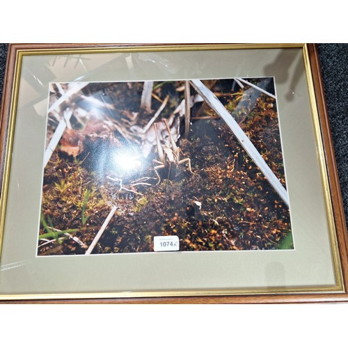 1074 - R Hatchen Owl In Flight and a Cricket Photo Both Framed