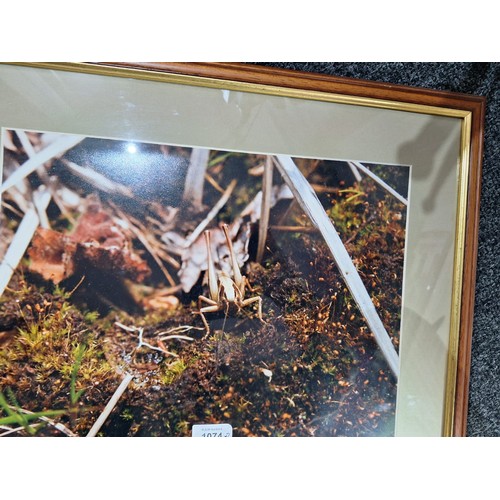 1074 - R Hatchen Owl In Flight and a Cricket Photo Both Framed