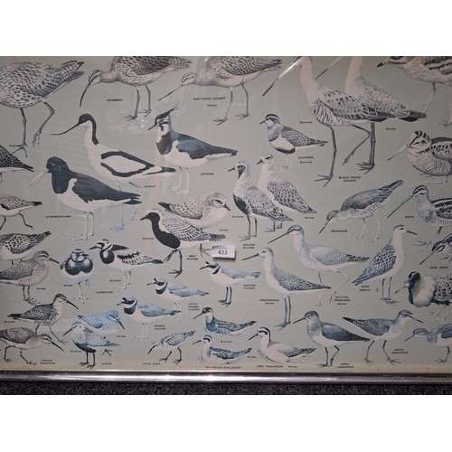 433 - Large Vintage Framed Picture Of Various Birds 40 x 26