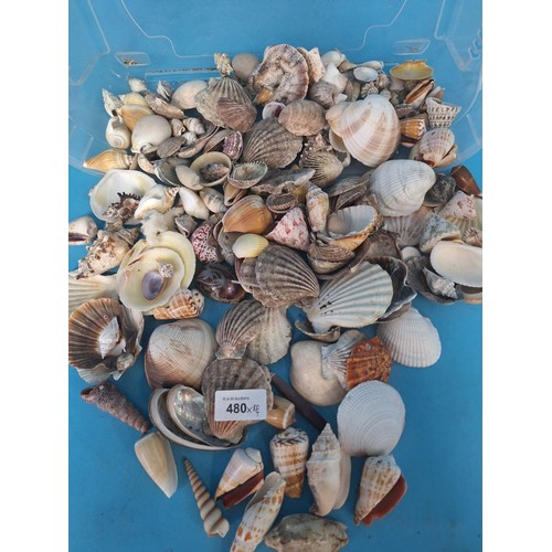 480 - Huge Box of Seashells of The World x100+