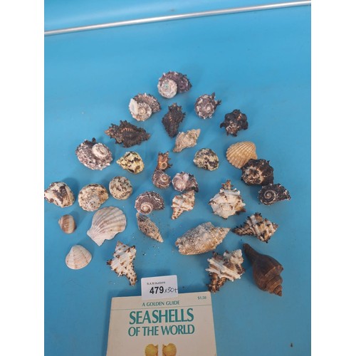 479 - Super Shells x 30+ and a Seashells Of The World Book