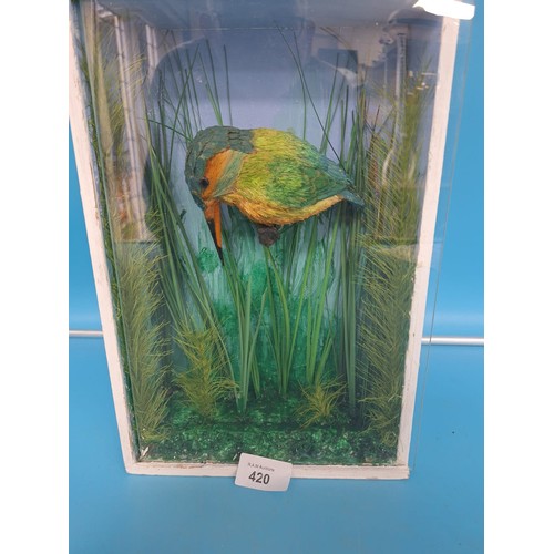 420 - Boxed Diorama of a Kingfisher 12