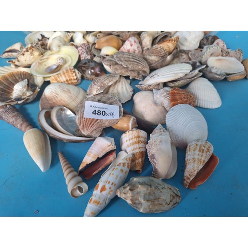 480 - Huge Box of Seashells of The World x100+