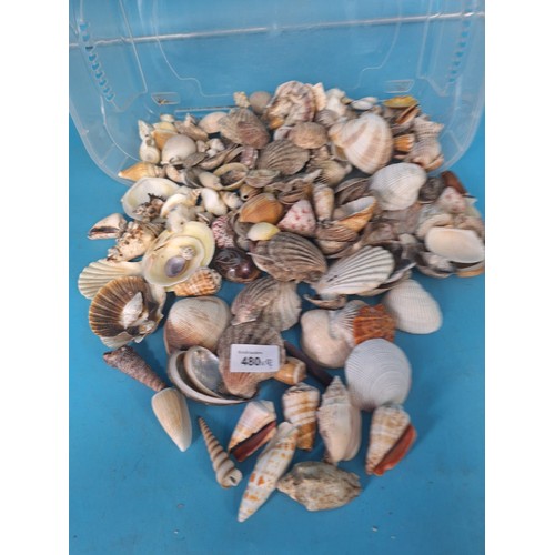 480 - Huge Box of Seashells of The World x100+