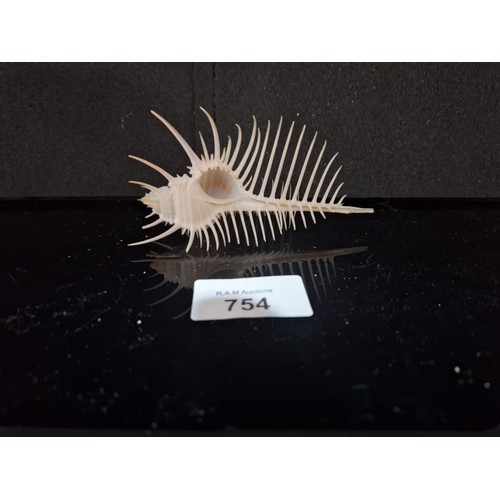 754 - Rare Seashell Animal Skeleton