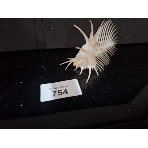 754 - Rare Seashell Animal Skeleton