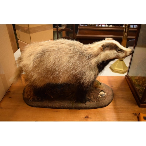 102 - 20th century taxidermy model of a badger on base. In good condition apart from a small area of damag... 