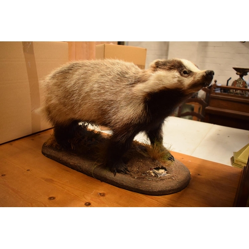 102 - 20th century taxidermy model of a badger on base. In good condition apart from a small area of damag... 