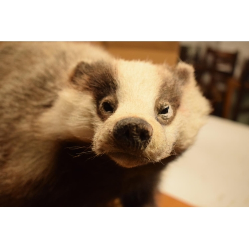 102 - 20th century taxidermy model of a badger on base. In good condition apart from a small area of damag... 