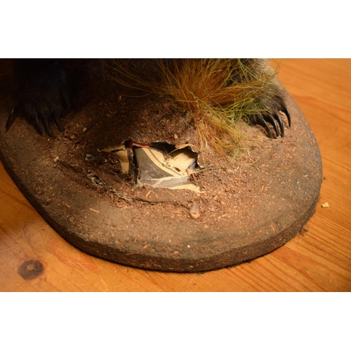 102 - 20th century taxidermy model of a badger on base. In good condition apart from a small area of damag... 