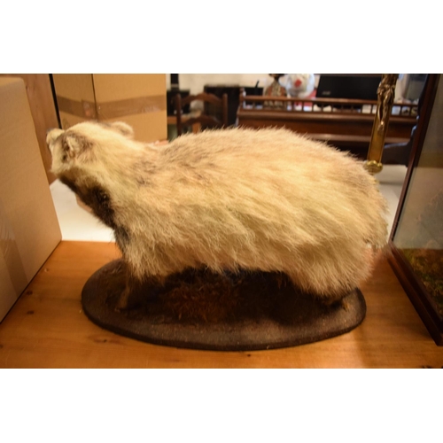 102 - 20th century taxidermy model of a badger on base. In good condition apart from a small area of damag... 