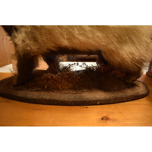 102 - 20th century taxidermy model of a badger on base. In good condition apart from a small area of damag... 