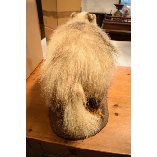 102 - 20th century taxidermy model of a badger on base. In good condition apart from a small area of damag... 