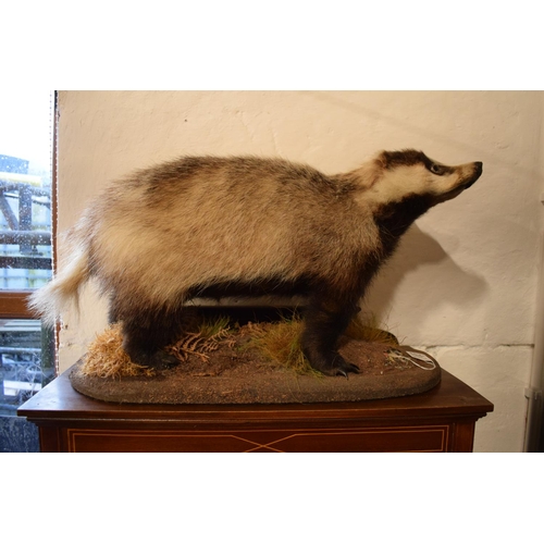 102 - 20th century taxidermy model of a badger on base. In good condition apart from a small area of damag... 