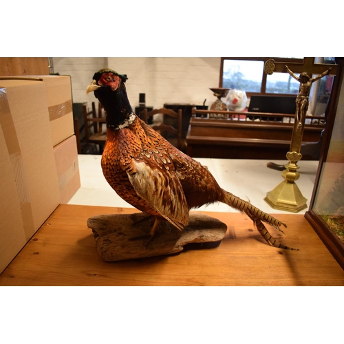 103 - 20th century good taxidermy model of a pheasant. In good condition however a couple of tail feathers... 