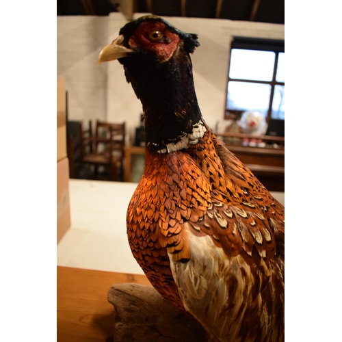 103 - 20th century good taxidermy model of a pheasant. In good condition however a couple of tail feathers... 