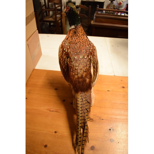 103 - 20th century good taxidermy model of a pheasant. In good condition however a couple of tail feathers... 