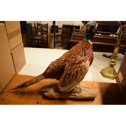 103 - 20th century good taxidermy model of a pheasant. In good condition however a couple of tail feathers... 