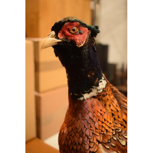 103 - 20th century good taxidermy model of a pheasant. In good condition however a couple of tail feathers... 