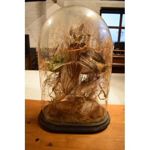 104 - Early 20th century taxidermy diorama of exotic birds (4). In good condition with no obvious damage o... 