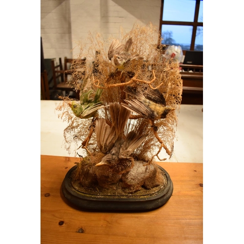 104 - Early 20th century taxidermy diorama of exotic birds (4). In good condition with no obvious damage o... 