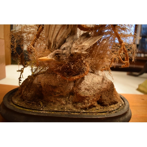 104 - Early 20th century taxidermy diorama of exotic birds (4). In good condition with no obvious damage o... 