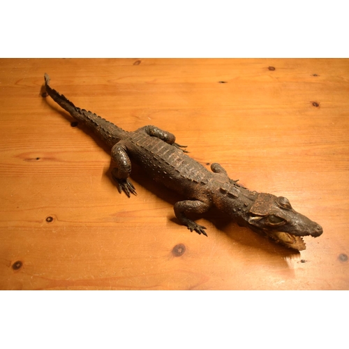 106 - Victorian taxidermy of a baby gator. In good condition for its age however there is some minor damag... 