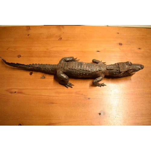 106 - Victorian taxidermy of a baby gator. In good condition for its age however there is some minor damag... 