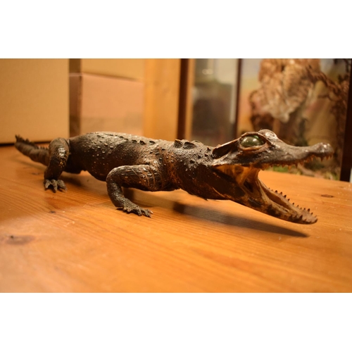 106 - Victorian taxidermy of a baby gator. In good condition for its age however there is some minor damag... 