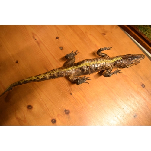 106 - Victorian taxidermy of a baby gator. In good condition for its age however there is some minor damag... 