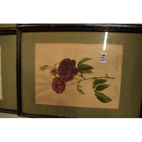 174 - Rosa Callica lithographs of floral scenes, after P J Redoute (4) With signs of wear and age with som... 