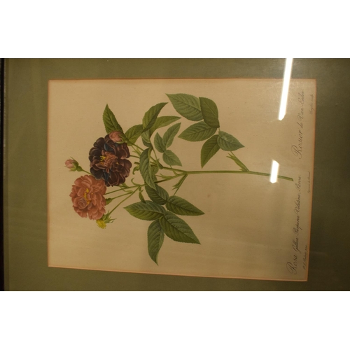 174 - Rosa Callica lithographs of floral scenes, after P J Redoute (4) With signs of wear and age with som... 