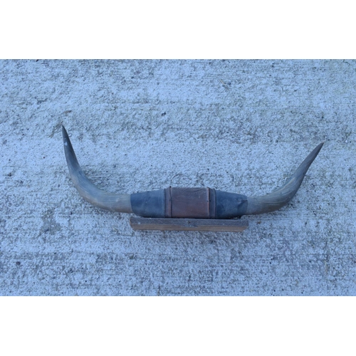 310 - A 20th century pair of mounted buffalo horns. 90cm wide. The wooden mount isnt the best quality and ... 