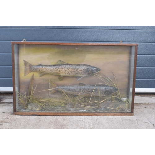 109 - Cased pair of taxidermy fish believed to be brown trouts realistically mounted amongst foliage and a... 