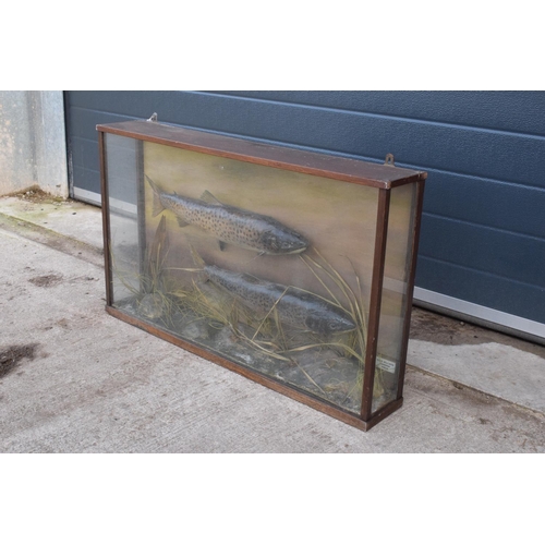 109 - Cased pair of taxidermy fish believed to be brown trouts realistically mounted amongst foliage and a... 