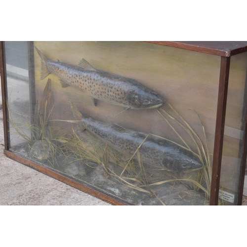 109 - Cased pair of taxidermy fish believed to be brown trouts realistically mounted amongst foliage and a... 