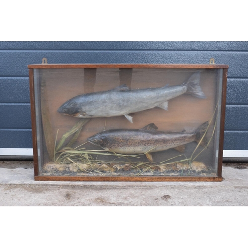 110 - Cased taxidermy fish believed to be a brown trout together with a sea trout realistically mounted am... 