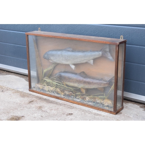 110 - Cased taxidermy fish believed to be a brown trout together with a sea trout realistically mounted am... 