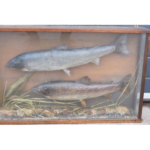 110 - Cased taxidermy fish believed to be a brown trout together with a sea trout realistically mounted am... 