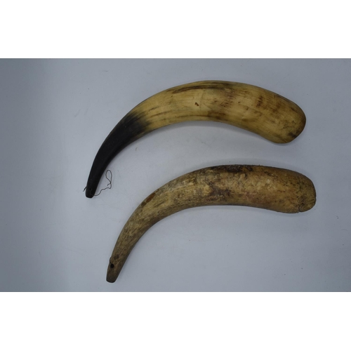 312 - An unmounted pair of early 20th century cow horns