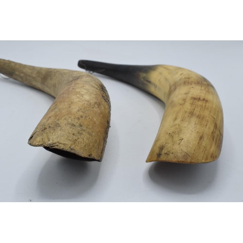 312 - An unmounted pair of early 20th century cow horns