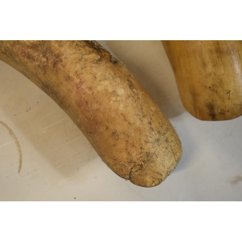 312 - An unmounted pair of early 20th century cow horns