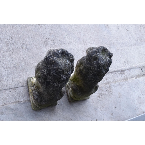 284 - A pair of late 20th proud lions  made from reconstituted stone/concrete. 43cm tall.