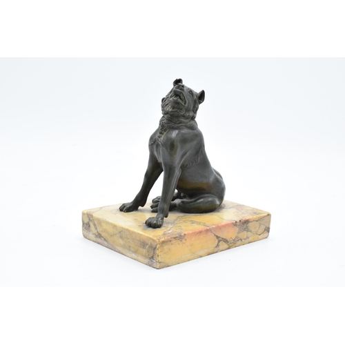 260 - A mid 19th century Grand Tour Bronze model of the Hound of Alcibiades mounted on a marble base. In g... 